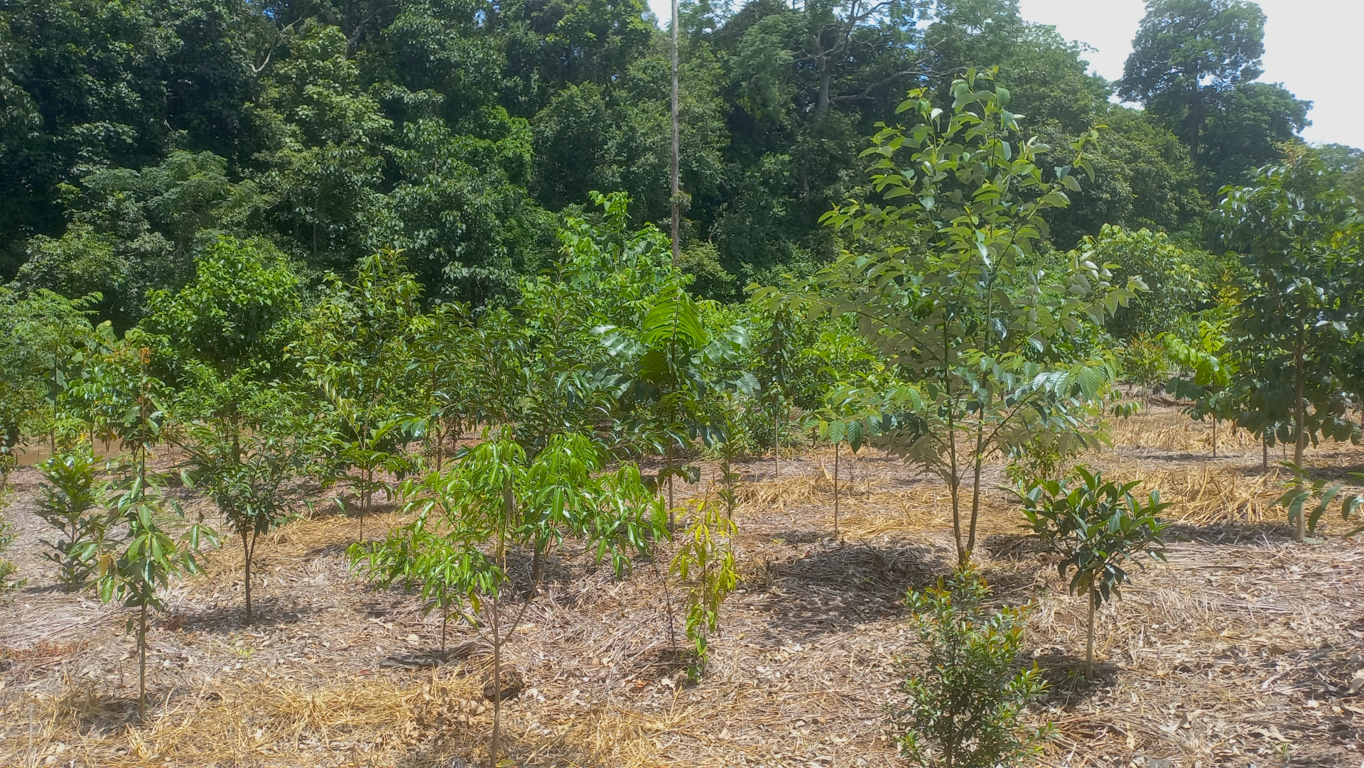 Young native trees growing in a restored habitat patch